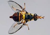 Mosca-da-carambola (Bactrocera carambolae)